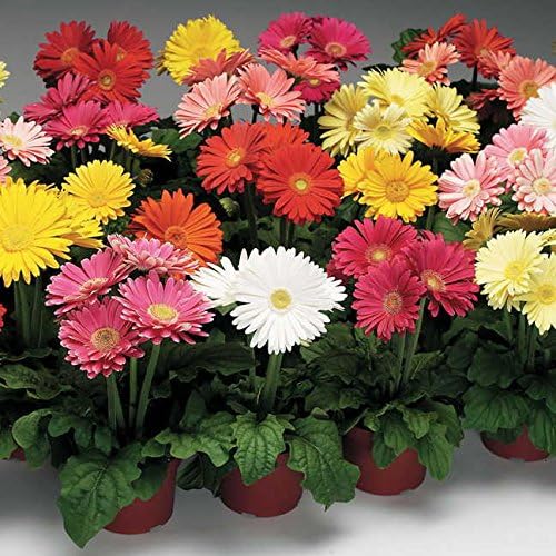 Park Seed Jaguar Mix Gerbera Daisy Seeds, Uniform and High-Yield, Pack of 10 Seeds