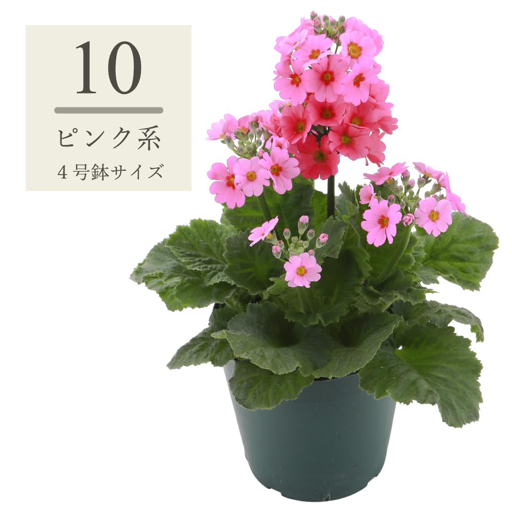 Amazon｜【きもの屋 さらさ】 4号鉢サイズ サクラソウ 桜草 鉢植え 全3
