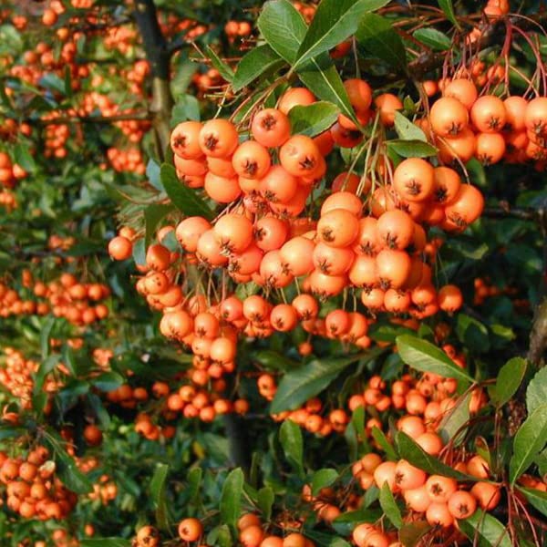 Agazzino 'Golden Charmer' 60–80 cm Vaso – Pyracantha 'Golden Charmer' – Bacche gialle decorative