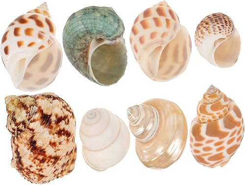 Miniatura 7 de LIFKOME 24 Pcs Natural Conch Shells for Decorating Sea Shells Small Wedding Decor DIY Shell Conch DIY Miniature Conch Ornament Vase Seashells for