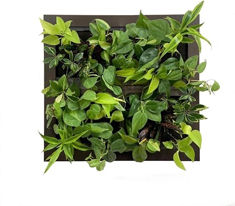 Amazon 土を使わない 壁掛け 観葉植物 育てる絵画 ミドリエデザイン 最大サイズ Greete1 ブラウン 観葉植物 オンライン通販 Amazon 土を使わない 壁掛け 観葉植物 育てる絵画 ミドリエデザイン 最大サイズ Greete1 ブラウン 観葉植物 オンライン通販