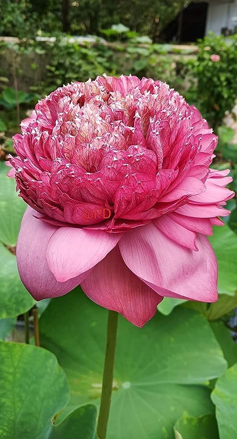 Image of Flowet Plant for Home Decor, Pooja | Large Size Flower Surely Blooming Within 45 Days lotus plant (Thammo)