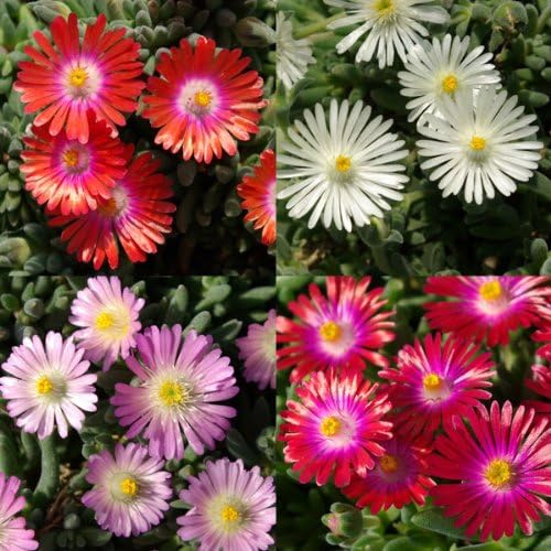 Amazon Co Jp 耐寒マツバギク 砂漠の宝石3号ポット4色ａセット 四季咲き性 乾燥に強い 花苗 ホーム キッチン