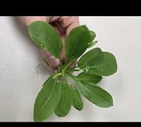 Vista 5 de Marcus Fish Tanks Espada de roseta Echinodorus Parviflorus Yaxa Sword Live Aquarium Plant Bundle con raíces para pecera Comprar 2 y obtener 1