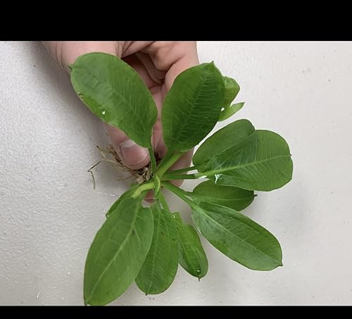 Miniatura 5 de Marcus Fish Tanks Espada de roseta Echinodorus Parviflorus Tienda Sword Live Aquarium Plant Bundle con raíces para pecera Comprar 2 y obtener 1