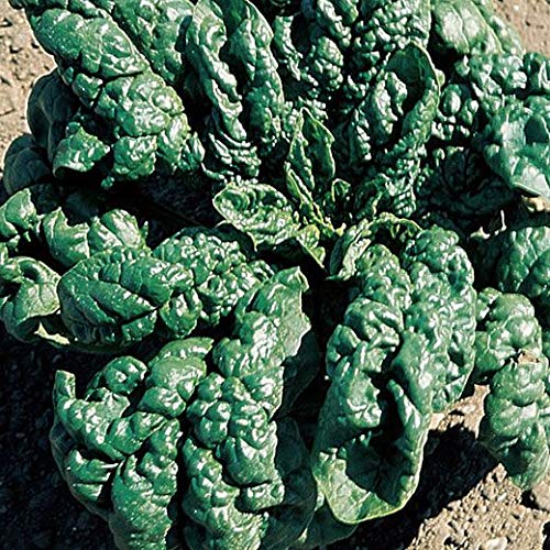 SPINACIO GIGANTE RICCIO AMERICA NR.300 SEMI