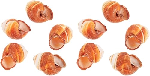 Happyyami 10 piezas de caracol francés conchas de caracol, conchas de caracol, decoración francesa, comida de cangrejo ermitaño, conchas grandes