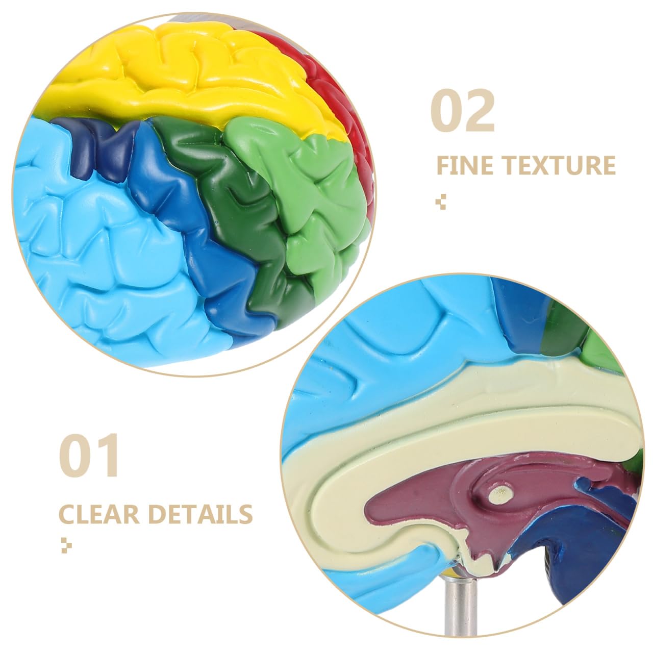 Alipis Modello di visualizzazione anatomica del cervello Modello anatomico Modello anatomico umano Modello anatomico Fisiologia del cervello Modello Scienza Strumento didattico Strumento di