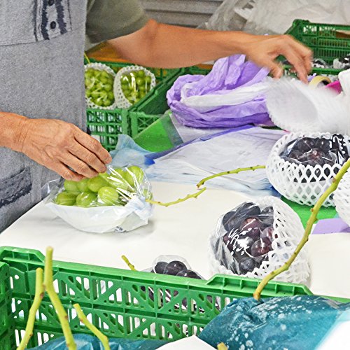 グルメ&ギフトお取り寄せ山形eLab 山形県産 秀品 シャインマスカット の商品画像 6