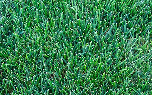 SSMG Kentucky Bluegrass Lawn Seed 1kg