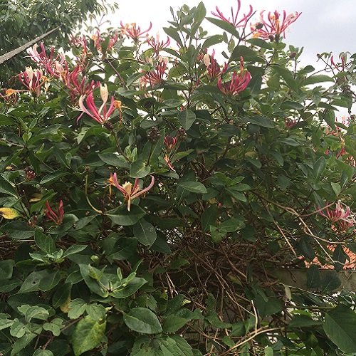 Caprifoglio American Beauty - Pianta Rampicante Adulta In Vaso Da 1,5L Per Muri, Recinzioni E Balconi | Fioritura Estiva - Foto 4