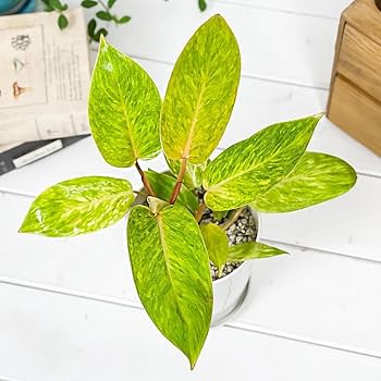 インディペンデント☆超美品！！madeinUSＡ☆レアロンT～☆☆♪ Amazon｜PLANCHU 観葉植物 フィロデンドロン ペインテッドレディ