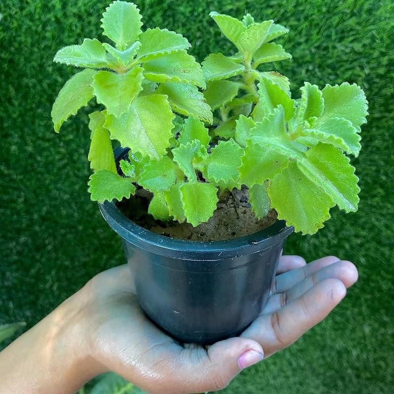 Indoor-Outdoor Ajwain small live plant Pack of 1 (B0CYL143TP) Amazon Price History, Amazon Price Tracker