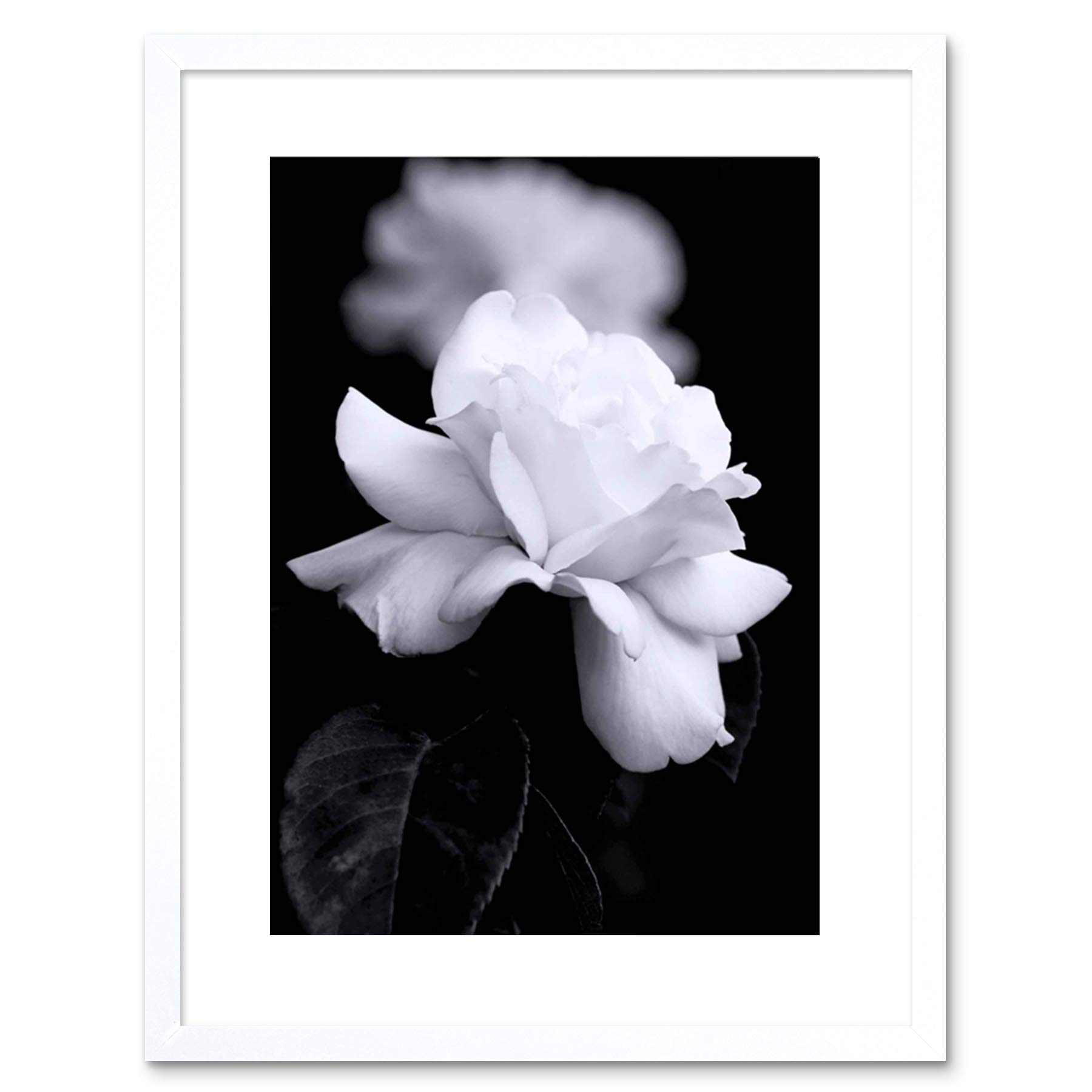 Wee Blue Coo White Photo Nature Black Rose Petal Flower Framed Print F97x4204