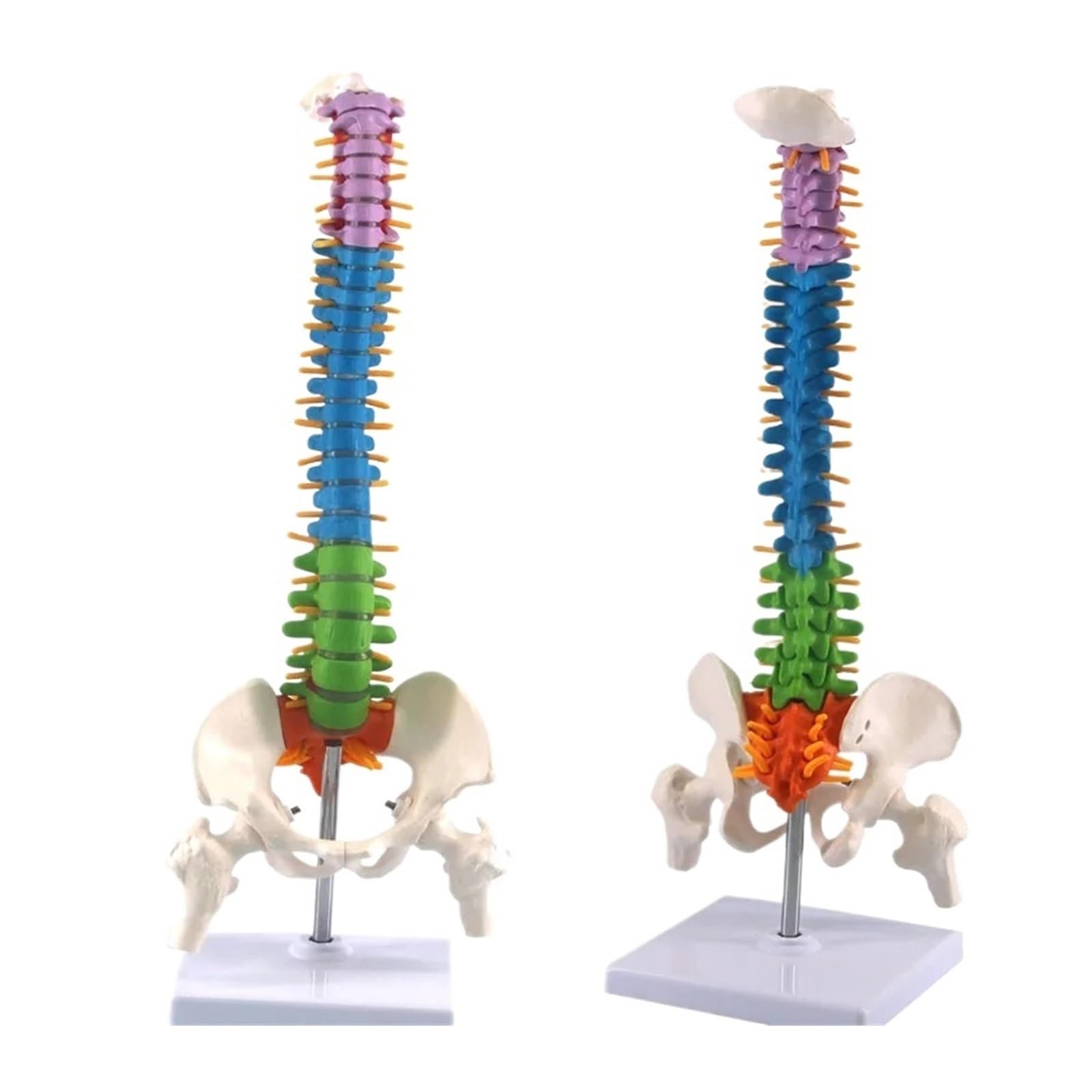 GTHTUHFD 45Cm Human Cervical Vertebra Model Cervical Spine With Neck Artery Occipital Bone Disc And Nerve Models Colorful New
