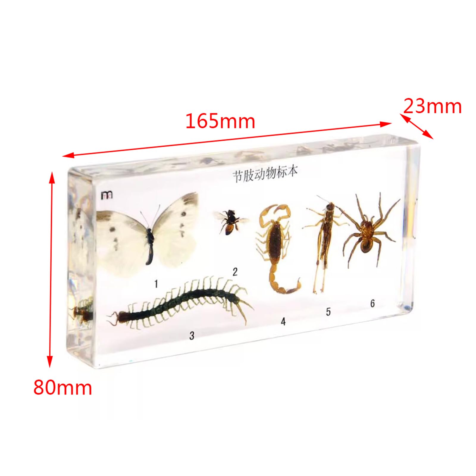 Arthropoden-Exemplar aus Kunstharz – echte Insektenentwicklung und Wachstumsgeschichte – für Biologie, Anatomie, Wissenschaft, Bildung, Lehrmittel