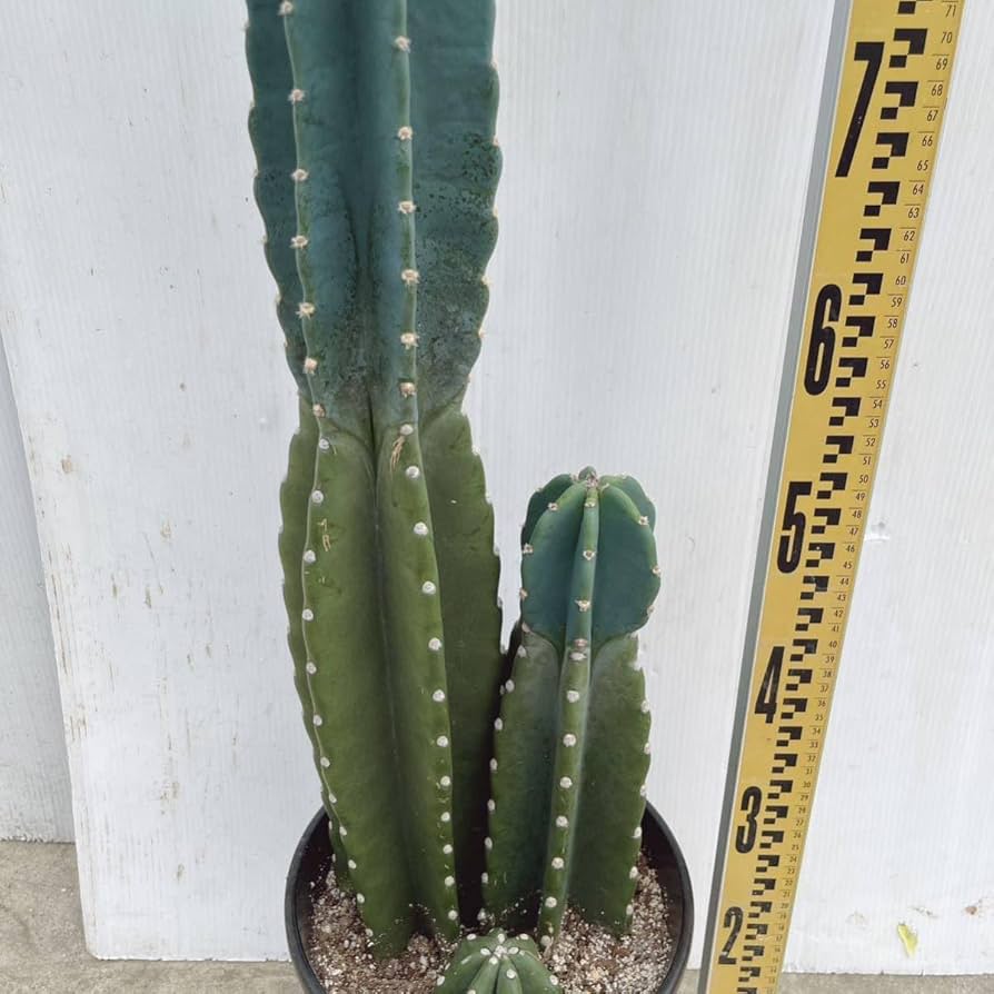 最終価格　サボテン/挿し木用②【神代柱錦】ハシラサボテン7月限定2個/現品 最終価格 サボテン/挿し木用②【神代柱錦】ハシラサボテン7月