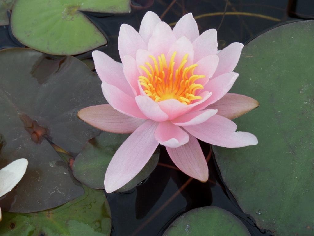 Seerose im PFLANZKORB - Nymphaea 'Marliacea Rosea' - Seerose, rosa - fix und fertig - winterhart