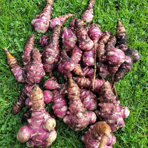 Tuberi di Topinambur - da giardino Helianthus tuberoso - di prodotti sostenibili per giardino 7pcs