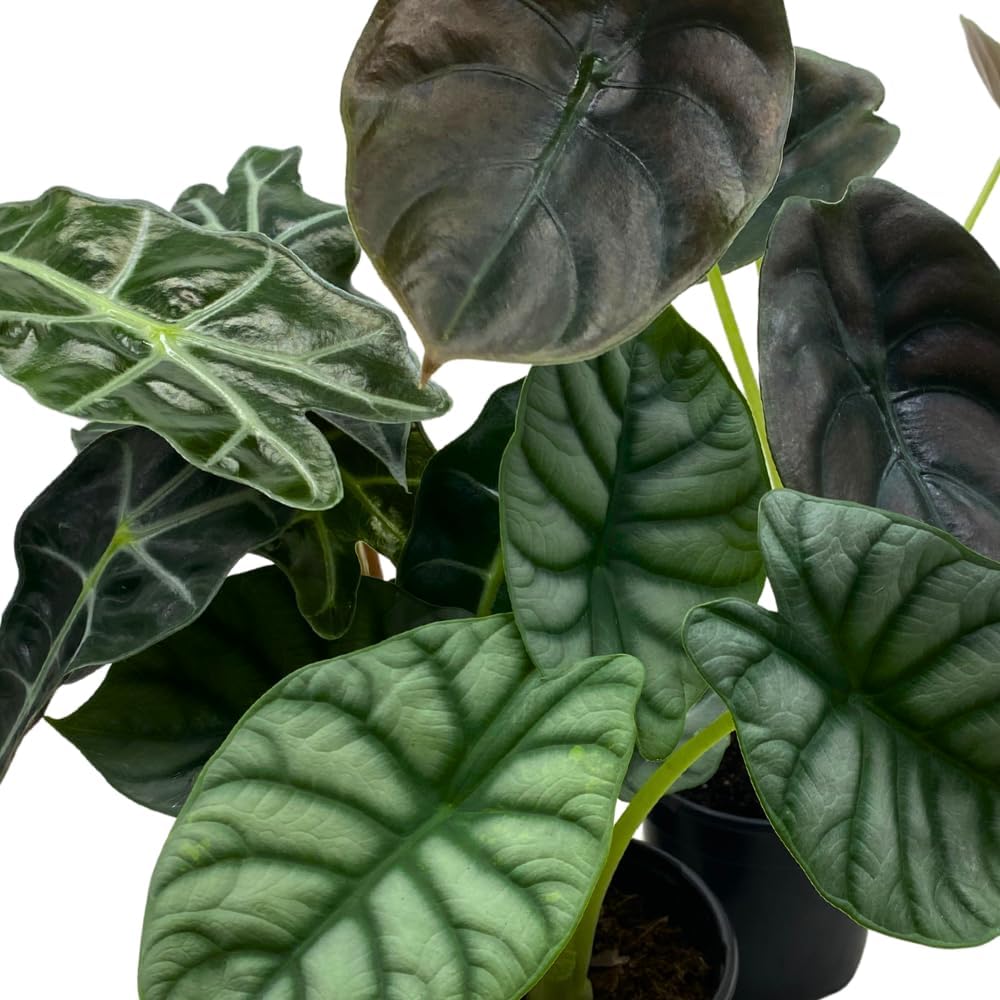 BubbleBlooms Jewel Alocasia Assortment, 3 Different Alocasias in 4 inch pots Grower's Choice