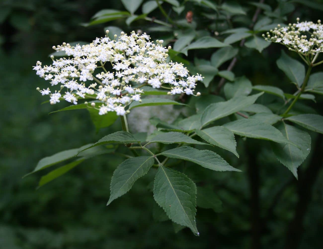 50 Semi di Sambucus Nigra (Elder o Black Elder)