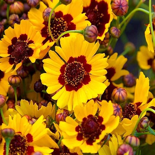 Miniatura 2 de Coreopsis Plains Tall Seed, 100 semillas de flores, amarillo brillante con centros rojos.