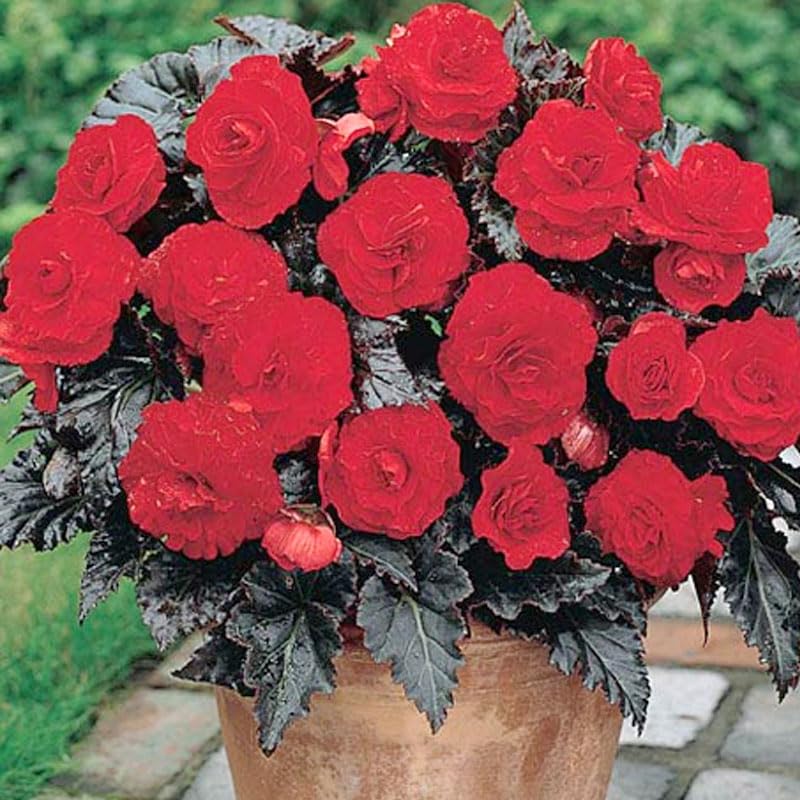 Dark Leaf Red Begonia
