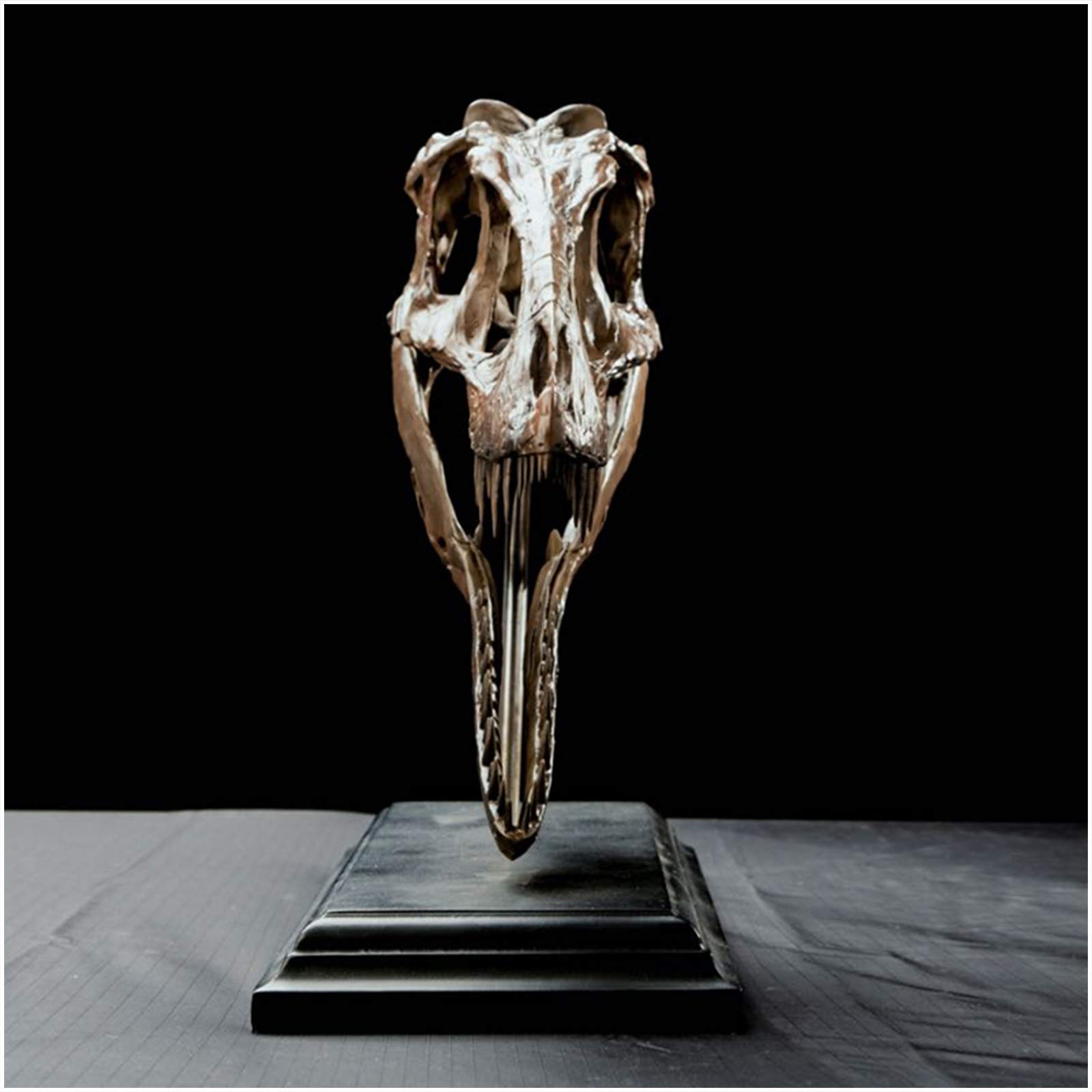 恐竜の頭部模型 Amazon.co.jp: ティラノサウルスレックススカルモデル-恐竜の頭蓋骨の