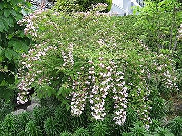 Kolkwitzia amabilis Beauty Bush Seeds