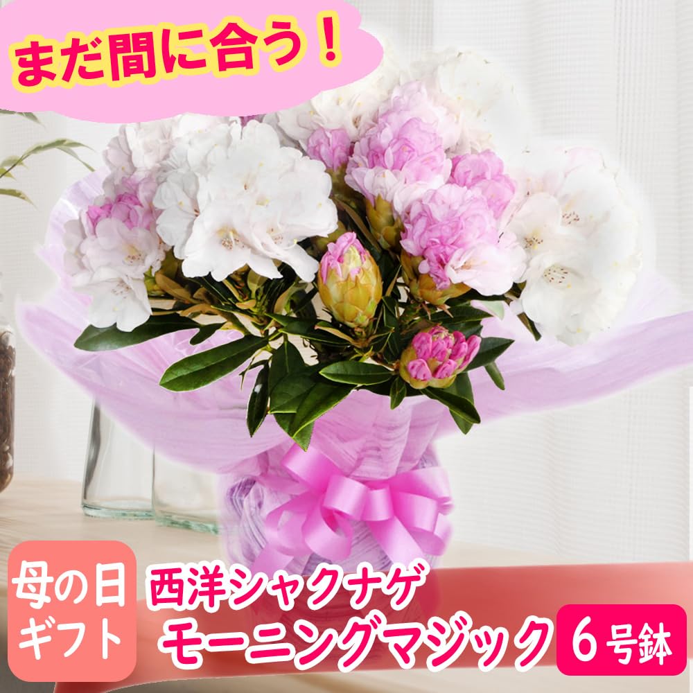 花 母の日早得】高正園 西洋しゃくなげ（SUSTEE付） 母の日 ギフト