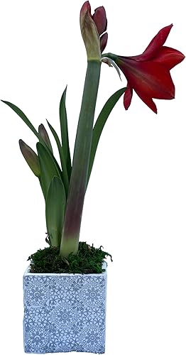 Miniatura 2 de Red Lion - Kit de cultivo de regalo navideño de amarilis, incluye una bolsa de regalo roja, bombilla de amarilis de león rojo y medio de cultivo