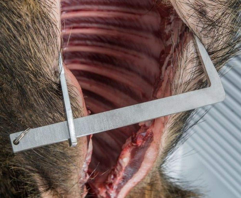 Divaricatore per animali selvatici, in acciaio INOX, lunghezza 50 cm