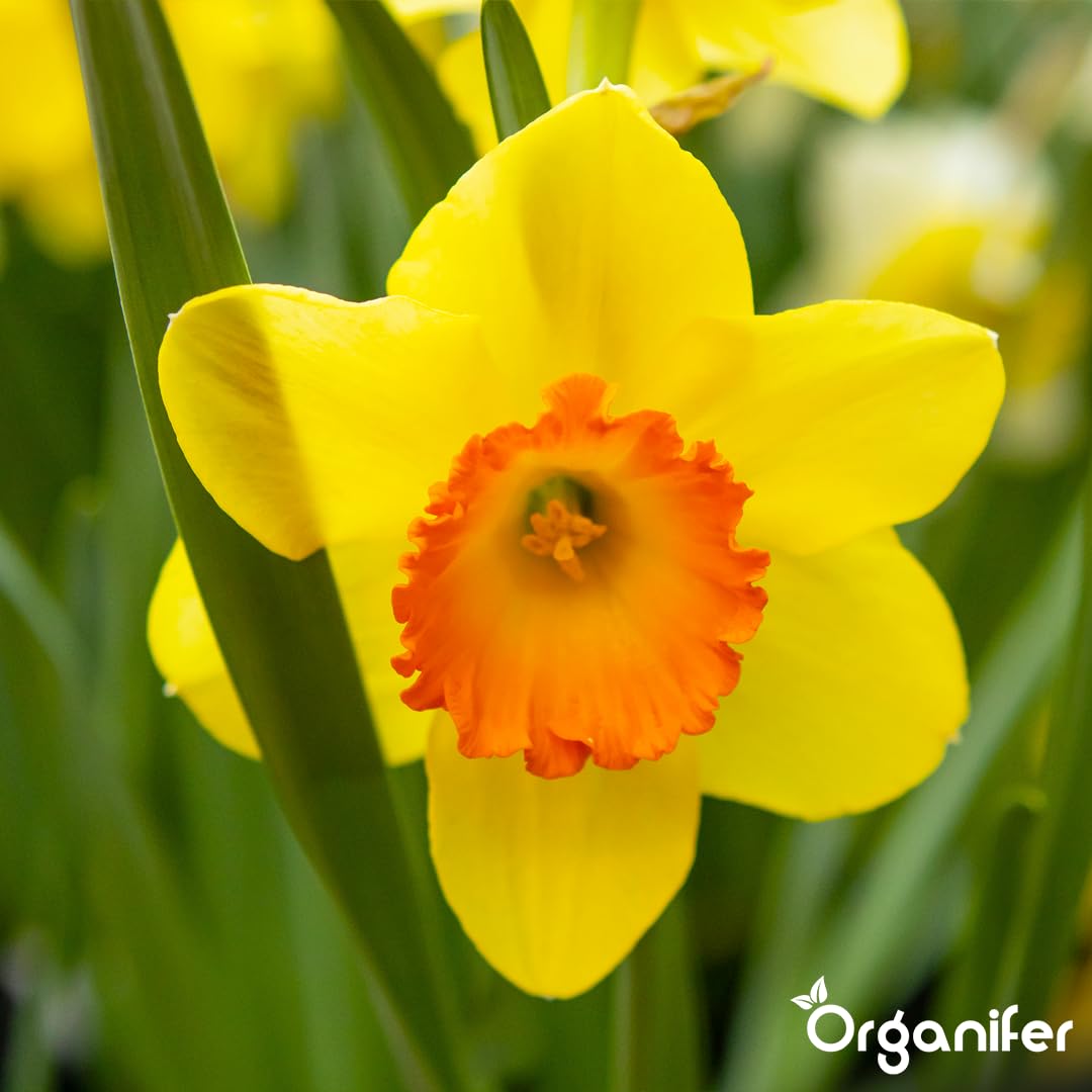 Fertilizante Líquido - 5x1L - Para Narciso - NPK 3-4-3 | Flores Largas Y Plantas Fuertes - Organifer