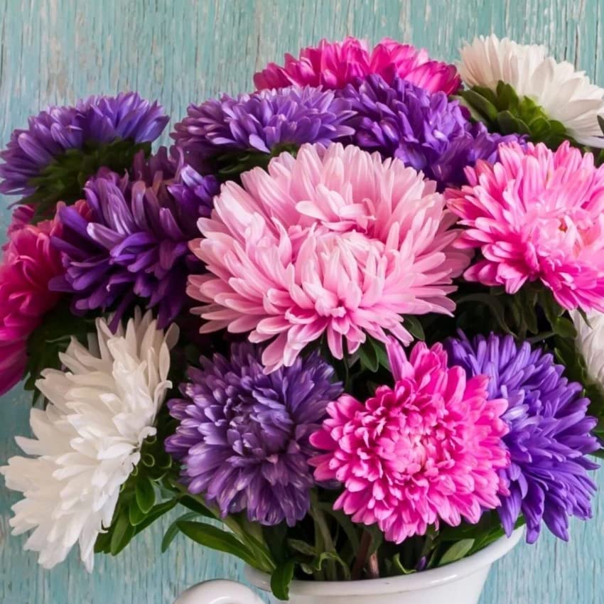 PLANTOGALLERY Flower Seeds | Aster Mix Color Flower Seeds (20 seeds pack) (B09BG18K3G) Amazon Price History, Amazon Price Tracker