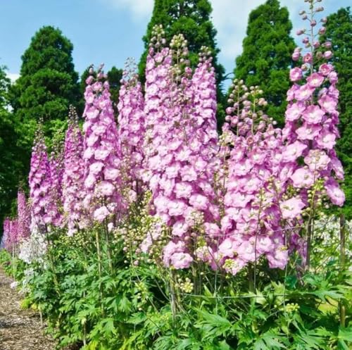 Delphinium Imperial Annual Larkspur Seeds 1999pcs, Consolida Ajacis Rocket Larkspur Wild Flower