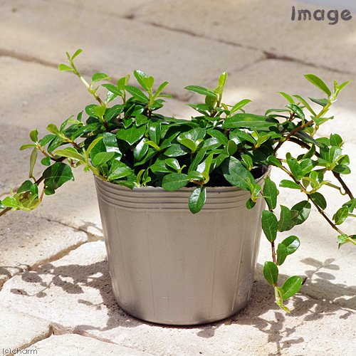 ガジュマル 苗の人気商品 通販 価格比較 価格 Com