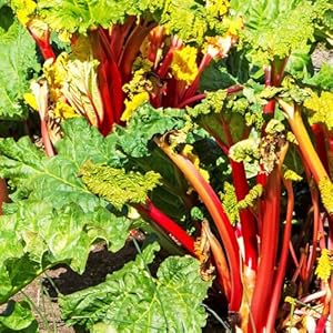 Kölle Bio Livingstone Immertragender Rhabarber 3 Liter