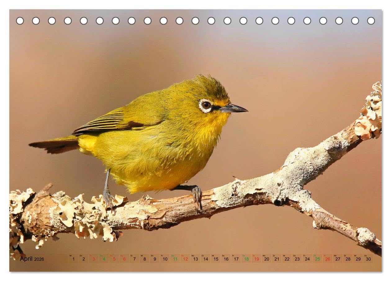 Vögel in Afrika - Magie der Farben (Tischkalender 2026 DIN A5 quer), CALVENDO Monatskalender: Afrika - auch ein Vogelparadies! (CALVENDO Tiere)