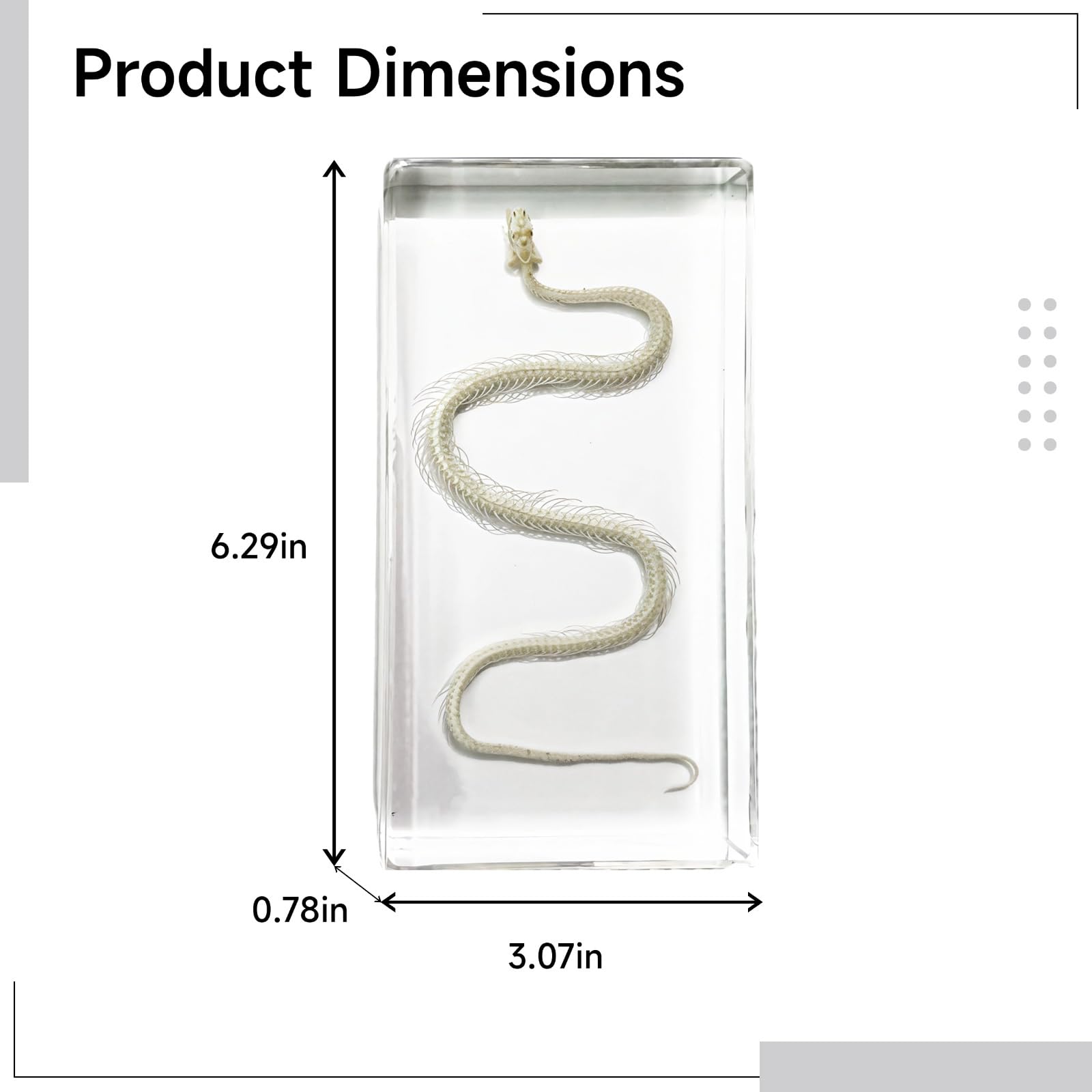 Esemplare di scheletro di serpente in blocco acrilico, modello serpente in vera resina, decorazione decorativa a serpente, strumento educativo