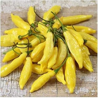 PREMIER SEEDS DIRECT - HOT Chilli Pepper - Lemon Drop - 20 Finest Seeds
