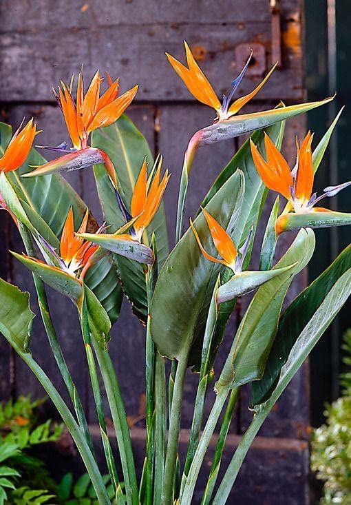 Siddhi Vinayak Gallary® Bird of paradise flower bulbs for Your Garden | orange Bird of paradise Flowering Plants Seeds | Summer Flowering Seeds for Planters pack of 1 bulb (B0C1ZDY3N5) Amazon Price History, Amazon Price Tracker