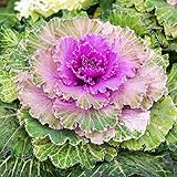 Outsidepride Ornamental Kale Seeds - 1000 Pcs. Annual, Easy to Grow & Cold Hardy, Flower Seeds for Planting Edible & Frilly Vibrant Mixed Blooms for Garden Beds, Borders, & Container Displays