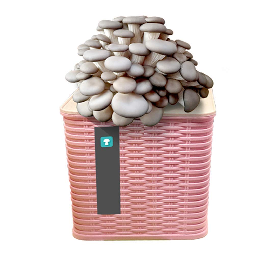 Buy DRSM Oyster Mushroom Grow Kit, Beginner Mushroom Plug Spawn Edible