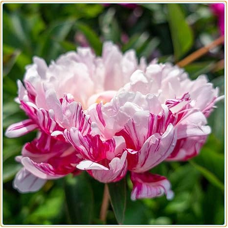 Amazon 4種類の植物芍薬の球根 粘り強い活力妖精のようなエレガントな鉢植えの鉢植えのユニークな形 15球根 B 花