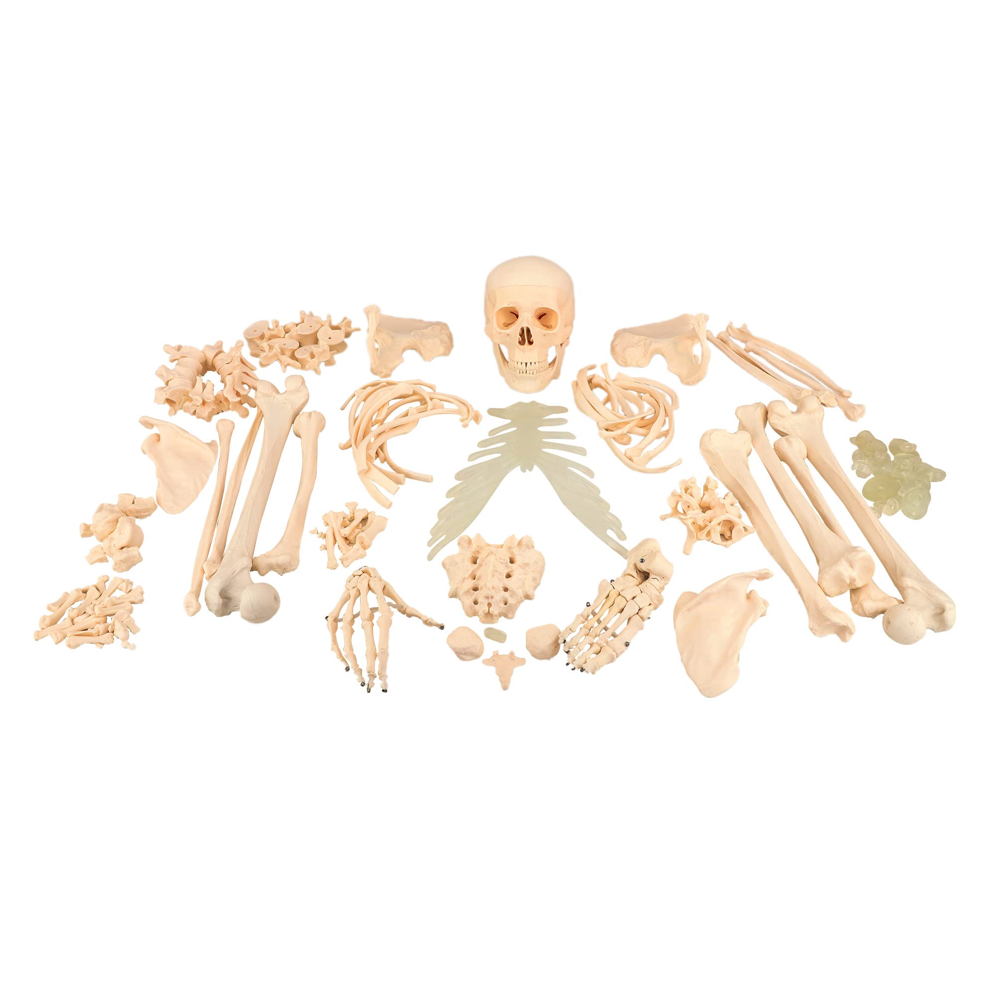 Kay Kay Industries | Human Disarticulated Bone Set Skeleton Model | Life Size Premium Anatomy Perfect for Medical Students and Trainer (B0819L5LC9) Amazon Price History, Amazon Price Tracker