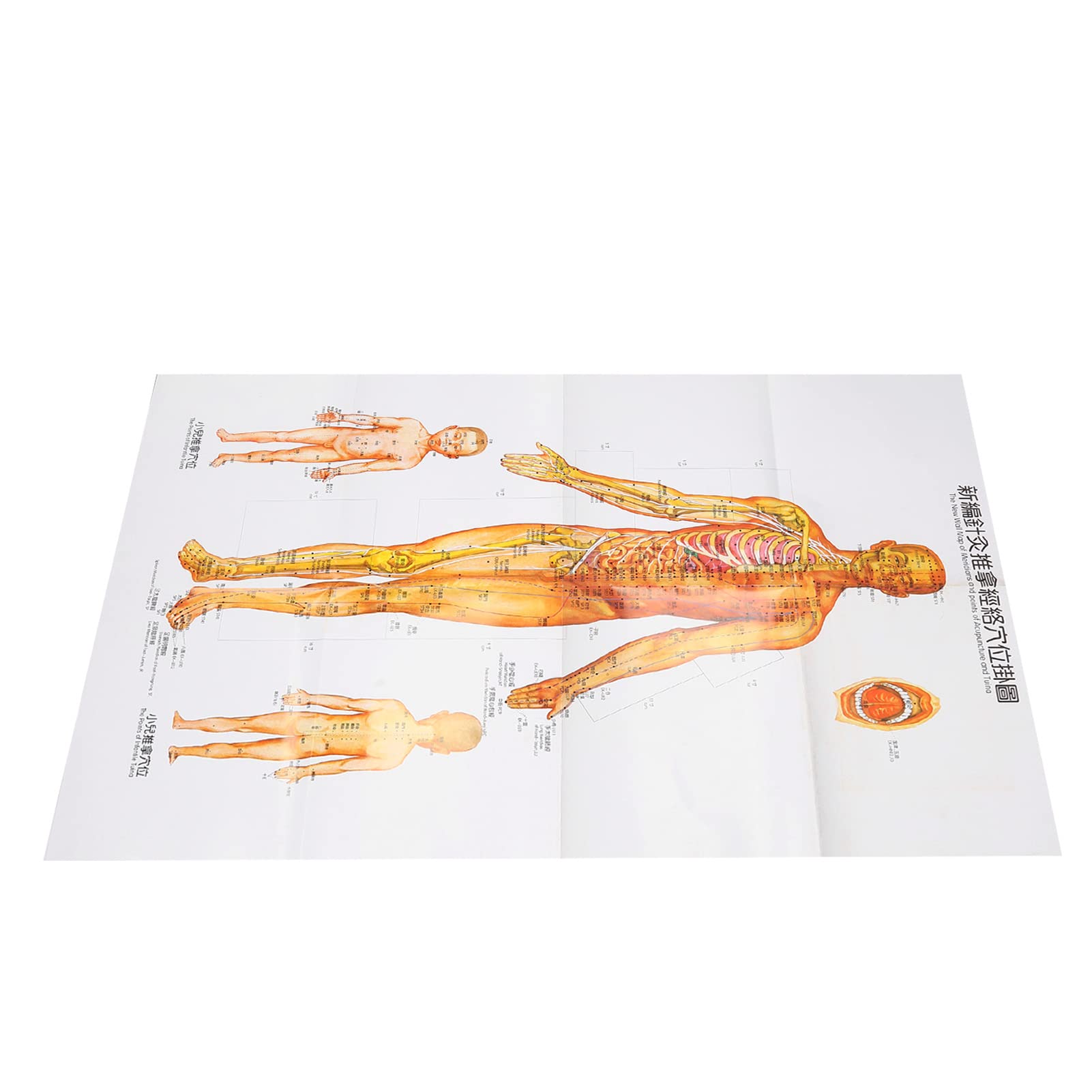 Buy Acupuncture Supplies Acupuncture Model Showing All Acupuncture