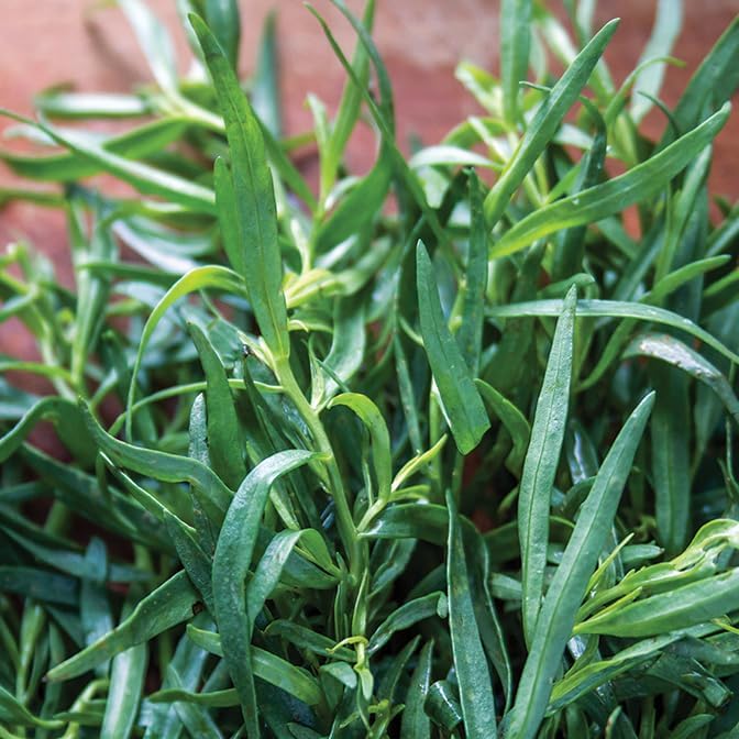 Gardeners Kitchen Tarragon 'French' 3 x 10cm plug Herb Plants