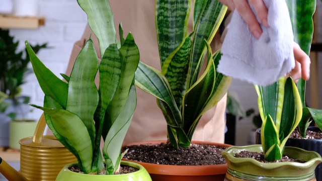 Vertical Shot Of A Bow Hemp  Sansevieria  In A White Pot On A Wooden Ground Vertical Shot Bow Hemp Sansevieria X 261939458