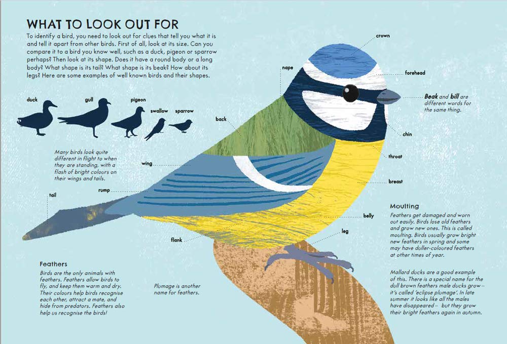 RSPB Nature Guide: Birds: A Big Garden Birdwatch Book