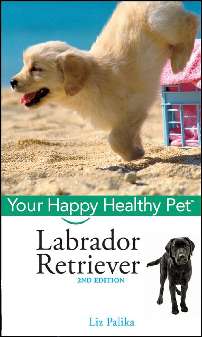 Labrador Retriever: Your Happy Healthy Pet